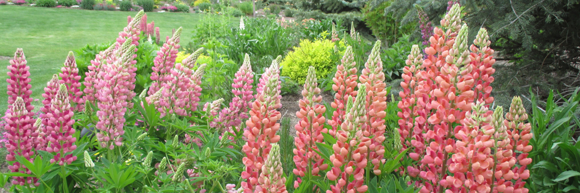 Lupines-for-Site